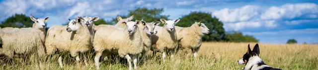 Schafe auf der Weide