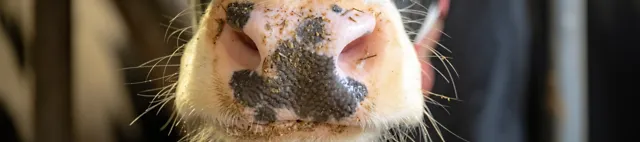 Nahaufnahme Rindermaul