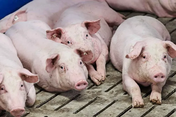 Ošípané Ošípané