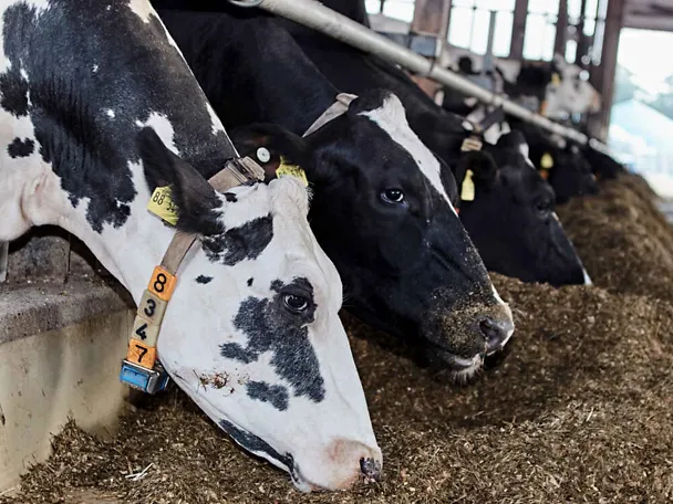 Kühe am Futtertisch Kühe am Futtertisch
