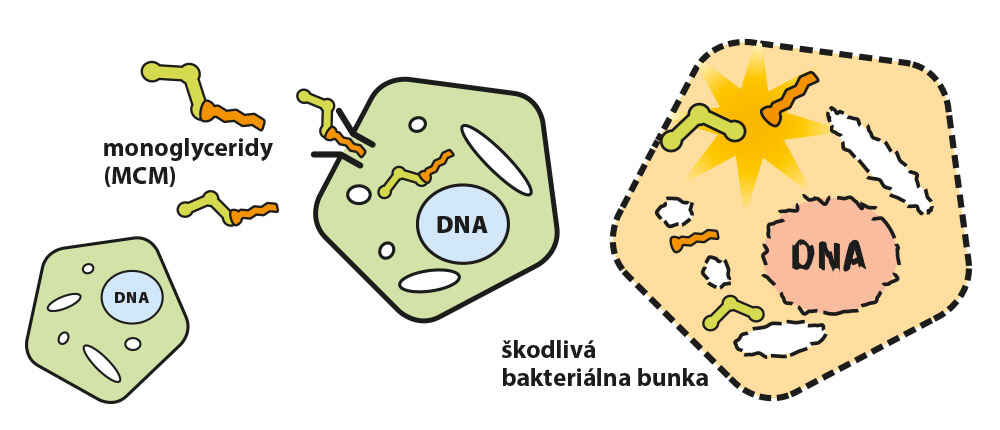 Monoglyceride Monoglyceride