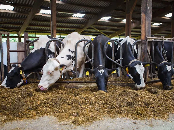 Dojnice pri kŕmnom žľabe