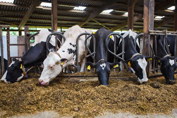 Dojnice pri kŕmnom žľabe