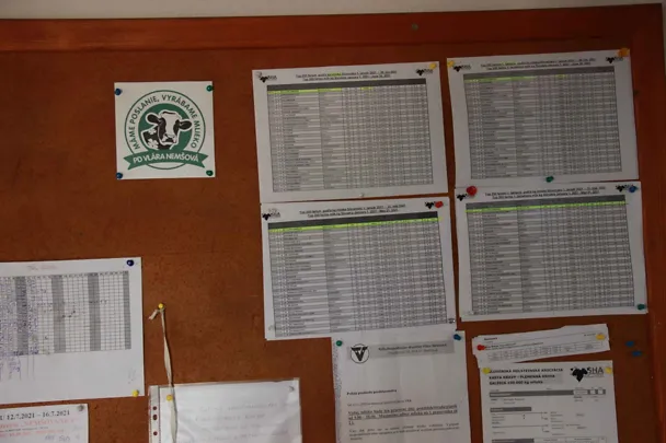 Zamestnanci živo sledujú holsteinskú TOPku na nástenke Zamestnanci živo sledujú holsteinskú TOPku na nástenke