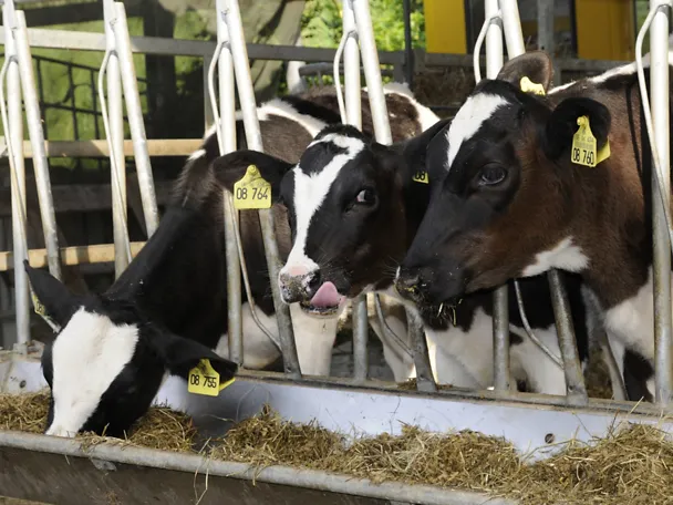 Kälber am Trog Kälber am Trog